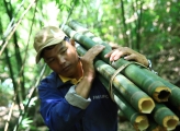 Vietnam bamboo